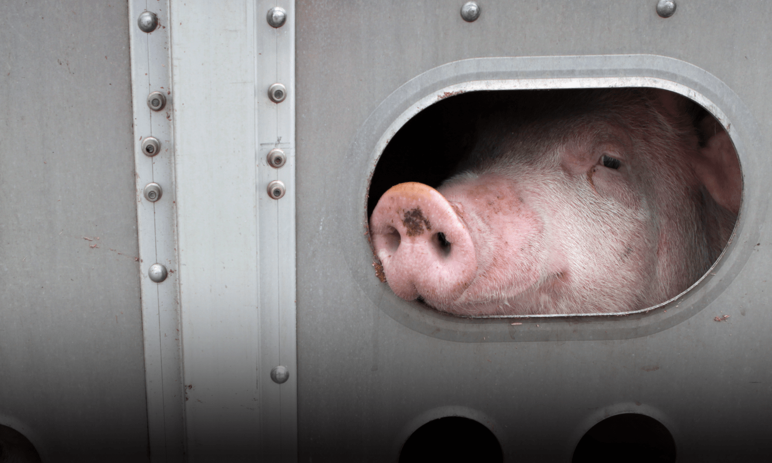 tell-the-usda-to-update-archaic-animal-transport-regulations-mercy